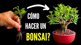 Como hacer un Bonsai de ficus  Fusión de ficus en bonsai [upl. by Simpkins]