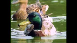 Baby Dolittle Neighborhood Animals Part 5  Animal Videos for Kids  Baby Einstein [upl. by Gavette]