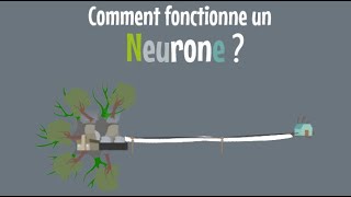 9  Le neurone 23  Comment fonctionne un neurone [upl. by Nylareg]