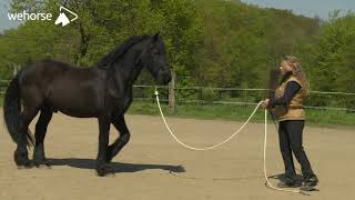 Pferde richtig Rückwärts schicken  Natural Horsemanship verstehen  Jenny und Peer Claßen [upl. by Erialc]