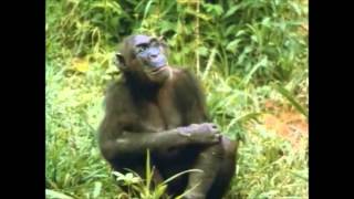 The Chimps of Gombe Part 6 [upl. by Press]