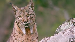 The Elusive Iberian Lynx  Wild Stories  BBC Earth [upl. by Garvey749]