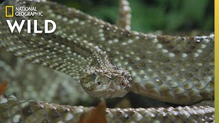 The Cascabel Rattlesnake  Worlds Deadliest Snakes [upl. by Ibib]