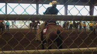 Texas Rodeo Working Cowboys [upl. by Gery]