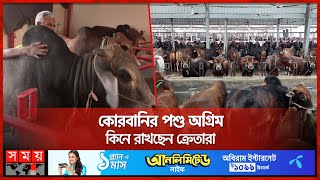 কোরবানির জন্য প্রস্তুত হচ্ছে জায়েদ খানডিপজলপরীমণি  Qurbani Cattle  Zayed Khan  Pori Moni [upl. by Eanil]