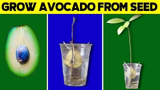 Grow Avocado Tree from Seed in Water [upl. by Ojyma]