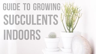 Guide To Growing Succulents Indoors [upl. by Ykcaj]