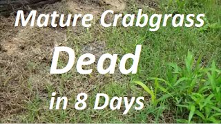 How to Kill Mature Crabgrass in 8 Days  Post Emergent Herbicide [upl. by Hatti829]