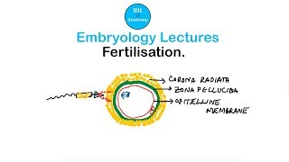 Embryology Lectures  Fertilisation  Dr Ashok K R [upl. by Sartin]