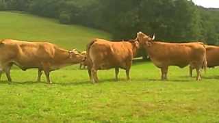 French Limousin Cows [upl. by Semadar]