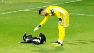 Momentos DIVERTIDOS Con ANIMALES En El Fútbol 🐕 [upl. by Nnyltak]