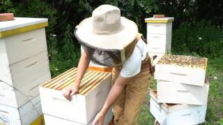 Why Managing Bee Hives as Single Brood Chambers Works [upl. by Maghutte281]