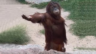 Laugh a Lot With The Funny Moments Of Monkeys 🐵 Funniest Animals Video [upl. by Chrotoem]