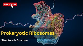 Ribosomes structure and functions EXPLAINED  cell biology  Biology [upl. by Aynahs]