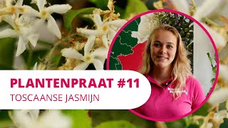 Plantenpraat 11  Toscaanse Jasmijn [upl. by Amolap]