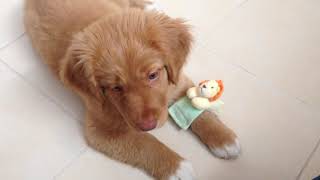 Nova Scotia Duck Tolling Retriever Puppy Training [upl. by Marietta]