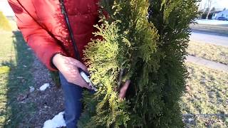 How to Prune Your Arborvitaes Like a Pro [upl. by Nyvrem]