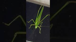 What is a Grasshopper What You Need to Know About [upl. by Norvan]