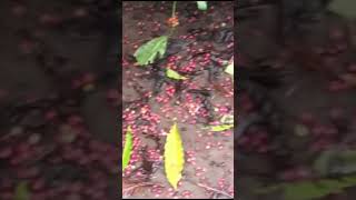 Condition of coffee planter crop coffee yields yield sad cyclone effect [upl. by Aidyn]