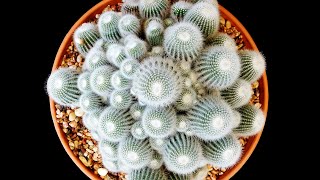 How to PROPAGATE CACTUS from CUTTINGS  PLANT CARE [upl. by Atima800]