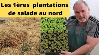 Réussir la plantation des salades  pasàpas [upl. by Cloris]