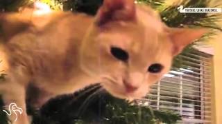 Cats Knocking Over Christmas Trees [upl. by Gladys]