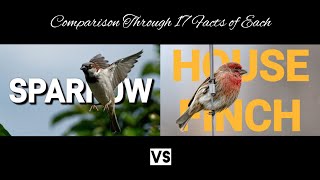 House Finch Vs Sparrow [upl. by Arnoldo380]