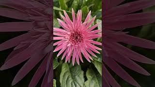 Uncovering the Stunning Beauty of the Gerbera Flower [upl. by Lough806]