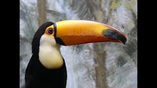 Amazing tropical bird  TOUCAN [upl. by Cirnek]