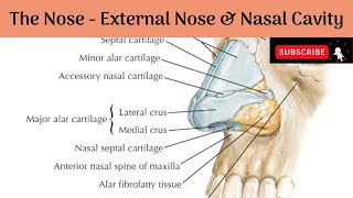 External Nose amp Nasal Cavity  Boundaries  Blood supply amp Nerve Supply Anatomy mbbs education [upl. by Marr]