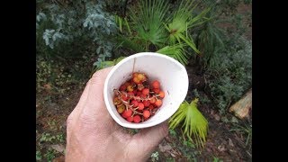 How to propagate Arbutus menziesii from seed [upl. by Nofpets]