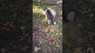 Meathead enjoying a nice beautiful fall day cat rescuekitty cuteanimal [upl. by Jaddo716]