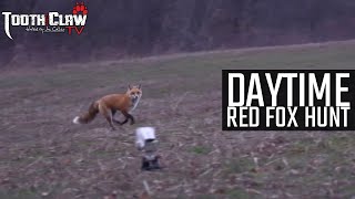 Daytime Red Fox Hunt [upl. by Niaz363]