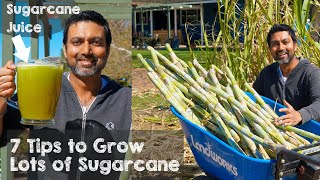 7 Tips to Grow Lots of Sugarcane [upl. by Ehtyde]