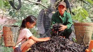 Harvesting Soapberry Fruit  Goes To Sell  Highland life [upl. by Debby]