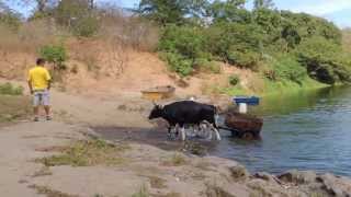 Oxen Pulling a cart full of sand through a river in Costa Rica [upl. by Eilzel306]