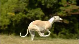 Dogs 101 Whippetmp4 [upl. by Godrich]