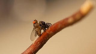 Fütterung meiner Baby Springspinnen [upl. by Rosenfeld]