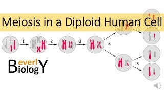 Meiosis in Human Cells [upl. by Mingche]