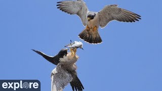 Anacapa Peregrine Falcon Cam powered by Exploreorg [upl. by Bromleigh]