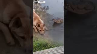 A dog doesnt realize theres a crocodile nearby [upl. by Keating]