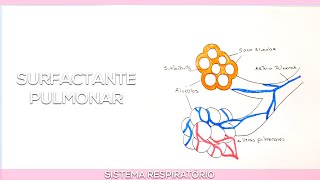 Surfactante pulmonar [upl. by Llerrud464]