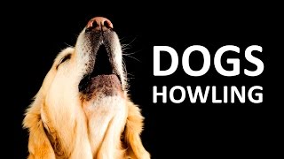 DOGS HOWLING to make your Dog Howl HD Sound Effect [upl. by Ambur]