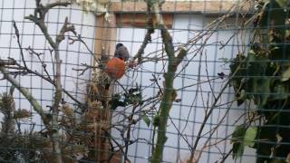 Breeding siberian bullfinches 2016 [upl. by Eineg]