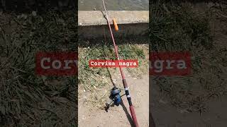 pesca corvina negramora fishing en lavalle [upl. by Htinek]