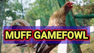 MUFF GAMEFOWL [upl. by Barcroft]