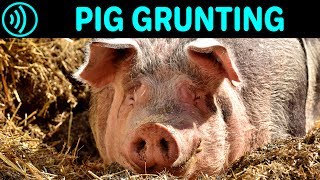 PIG GRUNTING SOUND EFFECT  Grunting Pig  Free Pig Grunting Noise Sound FX for Download [upl. by Sinegra268]