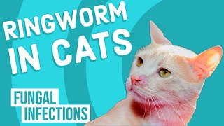 Ringworm in Cats [upl. by Nired478]