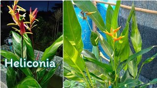 Heliconia propagating very easyplant to grow [upl. by Yellek]