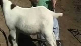 Selecting a Show Goat Tips On What To Look For During Selection [upl. by Ahseram]